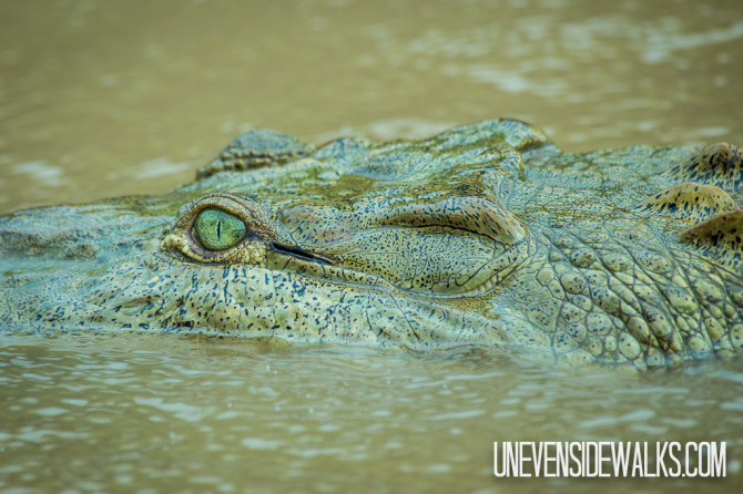 Crocodile Eyes Up Close